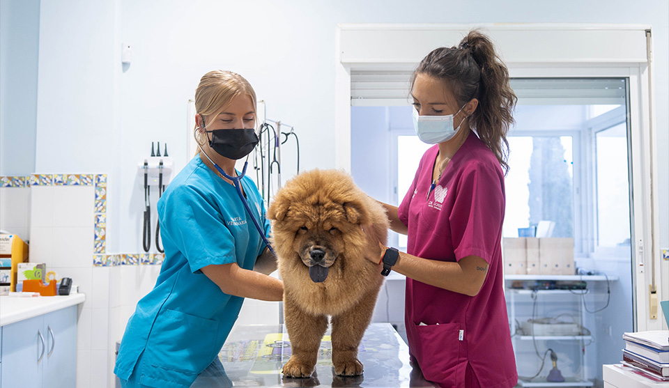 Veterinario en Benalmádena