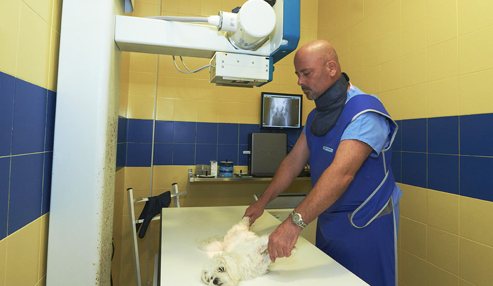 Clínica veterinaria en Arroyo de la Miel
