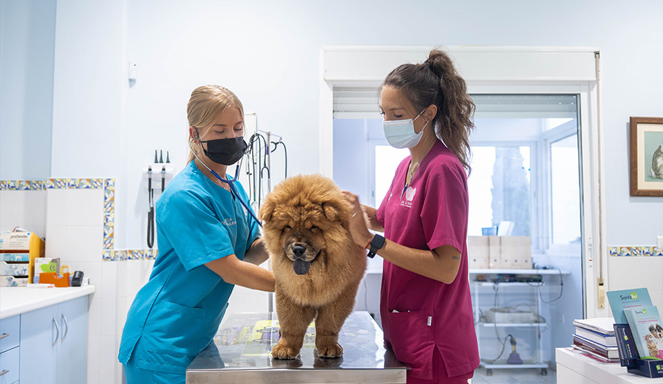 Cirugía veterinaria en Benalmádena
