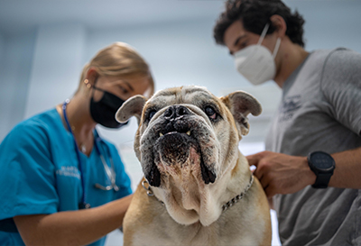 Veterinario en Benalmádena