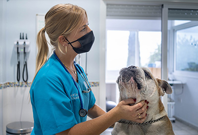 Veterinario en Benalmádena