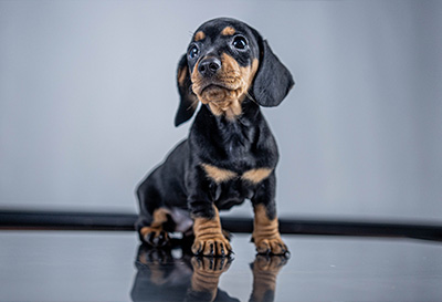 Veterinario en Benalmádena